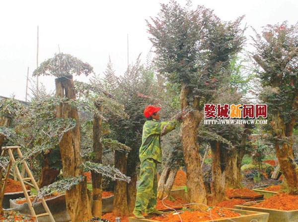 下裴树桩盆景种植鼓起村民腰包