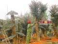 下裴树桩盆景种植鼓起村民腰包
