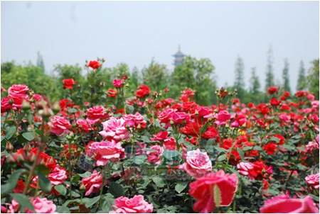 叶县任店镇种植盆景月季 每盆售价一两万元