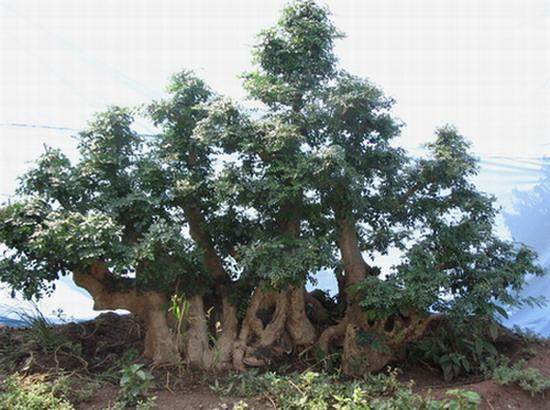 小偷走了8盆对节白蜡盆景 老板损失12万