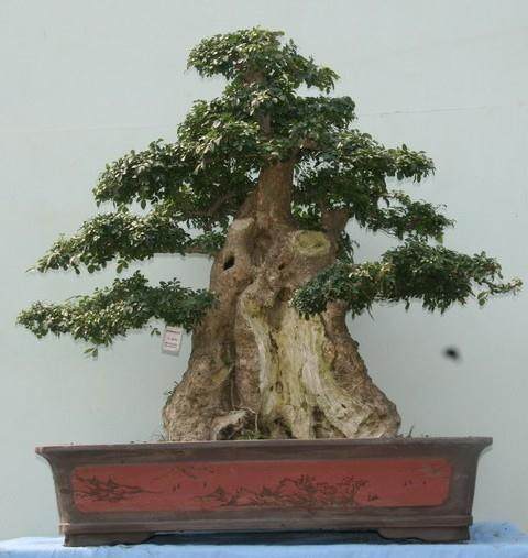 对节白蜡是去年4月份从武汉千里迢迢运来岛城