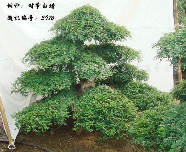 珍稀树种“对节白蜡”亮相福山区河滨路