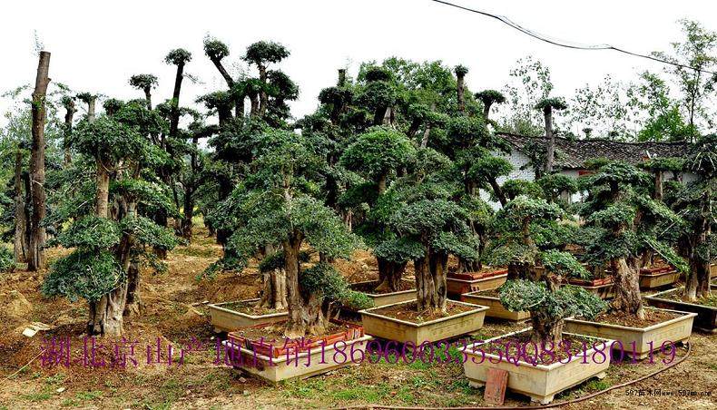 钟祥林场已形成规模为500余株的对节白蜡定植园