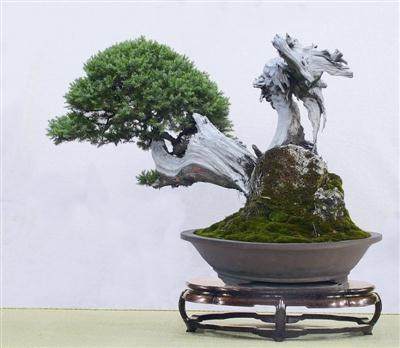 观赏胡乐国的盆景作品