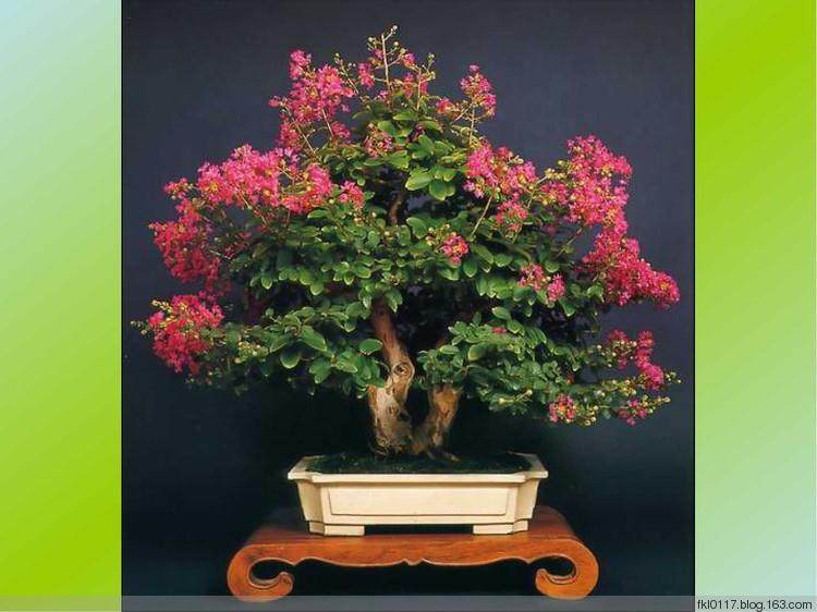 到观音桥商圈观赏盆景佳作