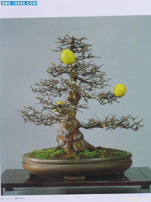 沂源红苹果盆景园吸引了众多游客前来观赏