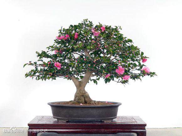 建宁县培育观赏茶花盆景