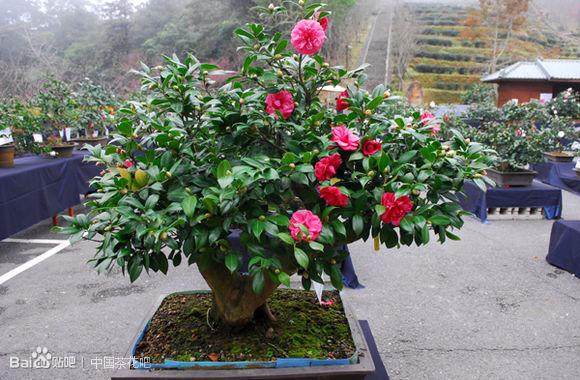 有什么适合室内种的稍微大型的观赏盆景？