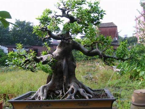 买了一个观赏盆景 竟陆续出现4条蛇 吓死我了