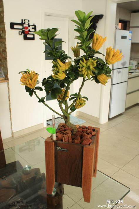 来紫荆山公园观赏佛手盆景