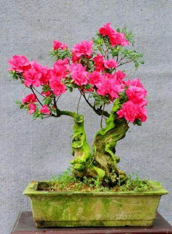 月季石榴非常适合制作盆景和盆栽观赏