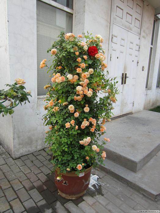 南阳市月季·盆景展示园在市体育场西侧盛装开园