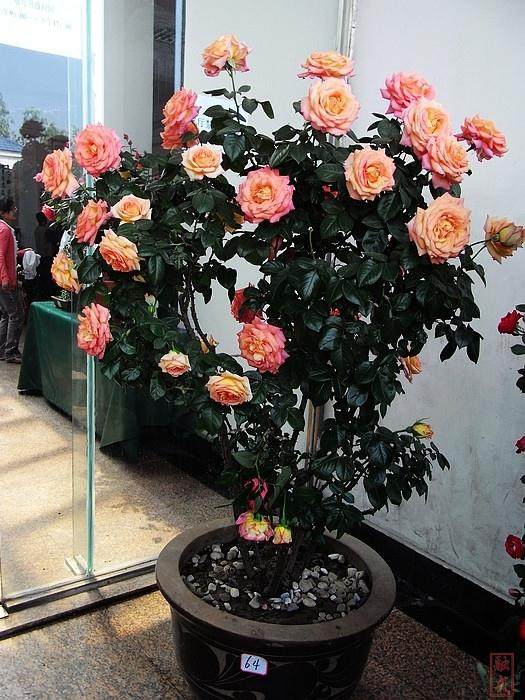 南阳月季文化节精品盆景大赛颁奖仪式举行