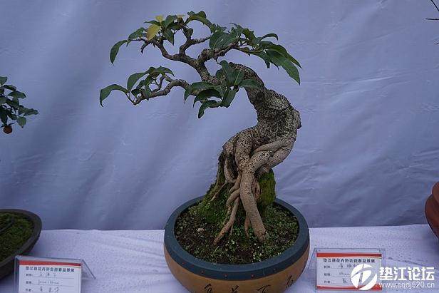 中国花卉协会盆景分会将落户如皋