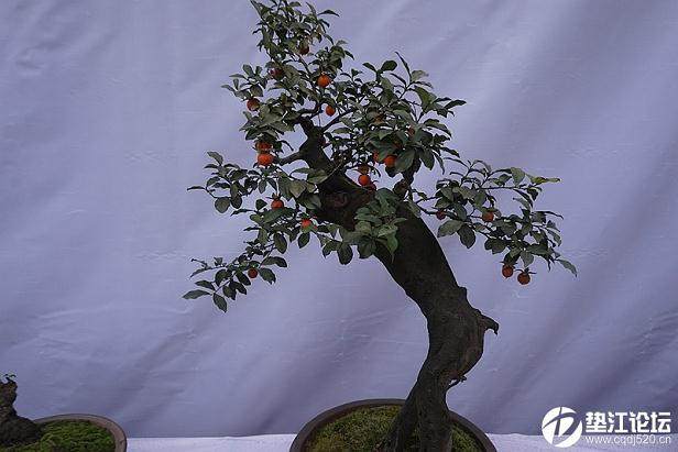 2013国际盆景协会50周年庆典在扬州举行