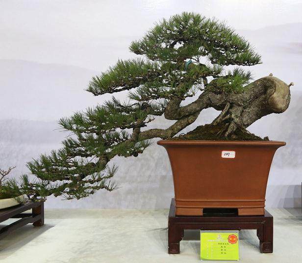 湖南东安县举办第四届花卉盆景享石展览