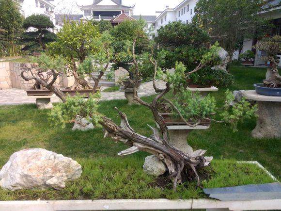 中国花卉协会会长江泽慧到江苏如皋调研指导花木盆景产业