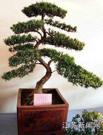 靖江盆景产业走向企业化