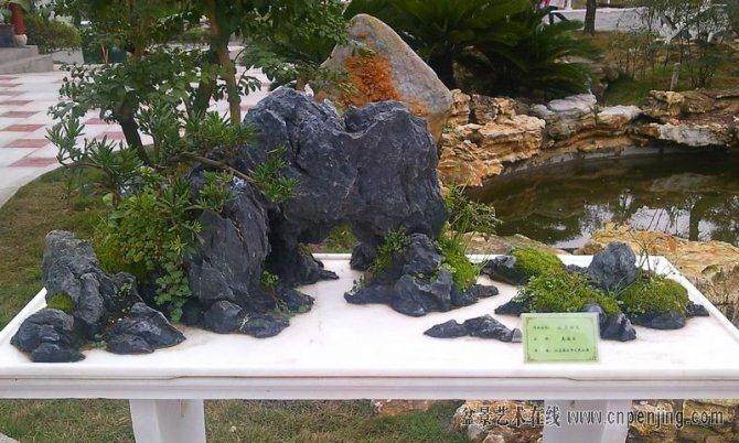 靖江市六盆景备战中国花博会