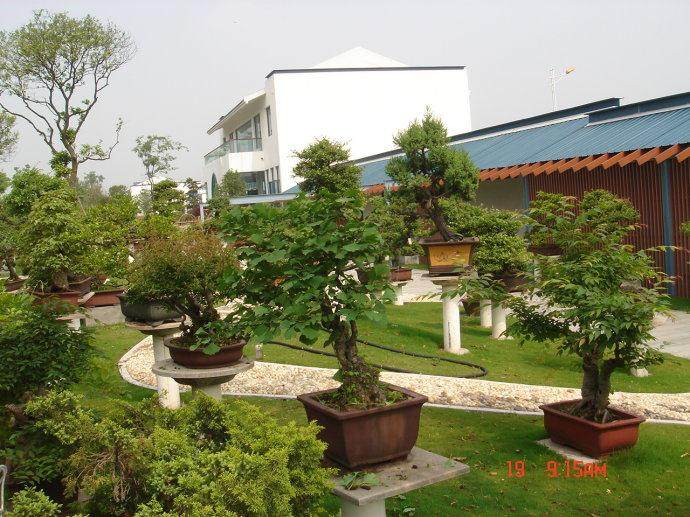 靖江山水盆景市场销售好