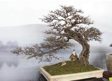 南通首届中国杯盆景大赛举办 400多盆精品盆栽亮相如皋