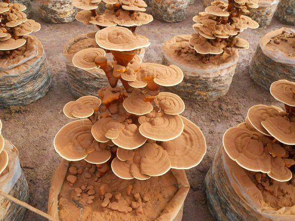 仙草进入百姓家 灵芝盆景可观赏一盆20万