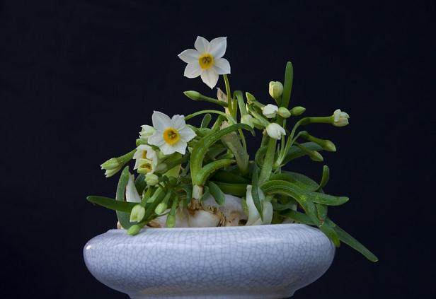 2014武汉国际花卉园艺盆景与绿化观赏苗木展览会