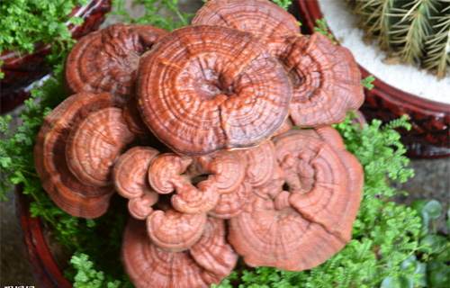 活体灵芝盆景有益健康