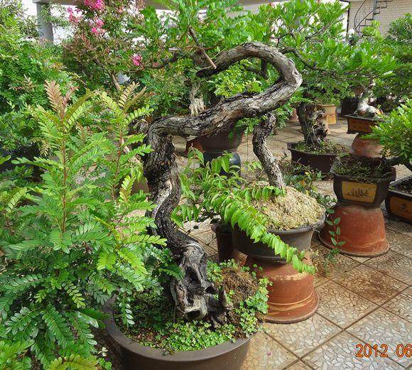 观赏清香木盆景斗南上市 图片