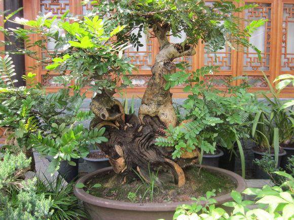 清香木据称防蚊卖断市