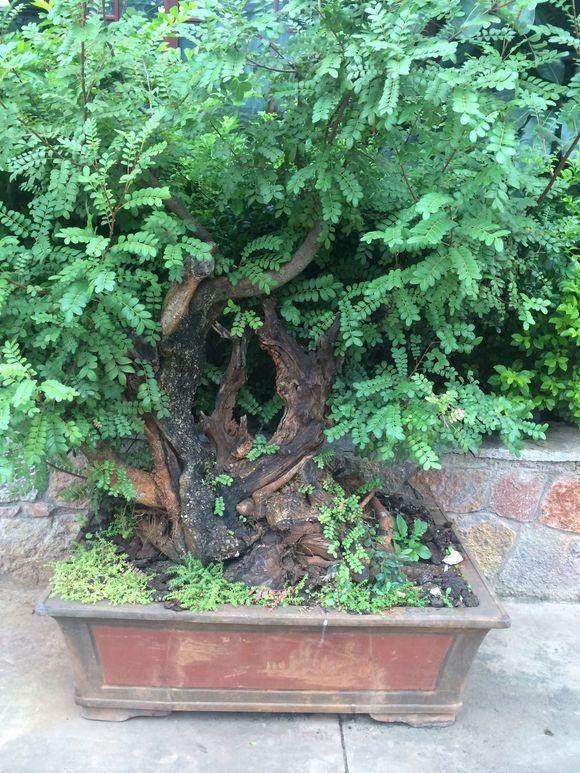 夏日流行清香木香成新选择