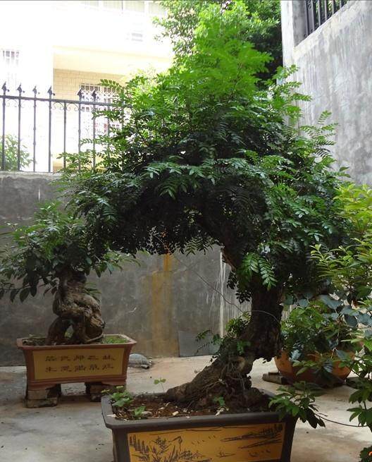 全国盆景专家相约两年后来泉观赏盆景