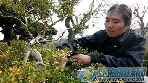 又到黄杨摘果时 南通盆景园工作人员摘果助长势