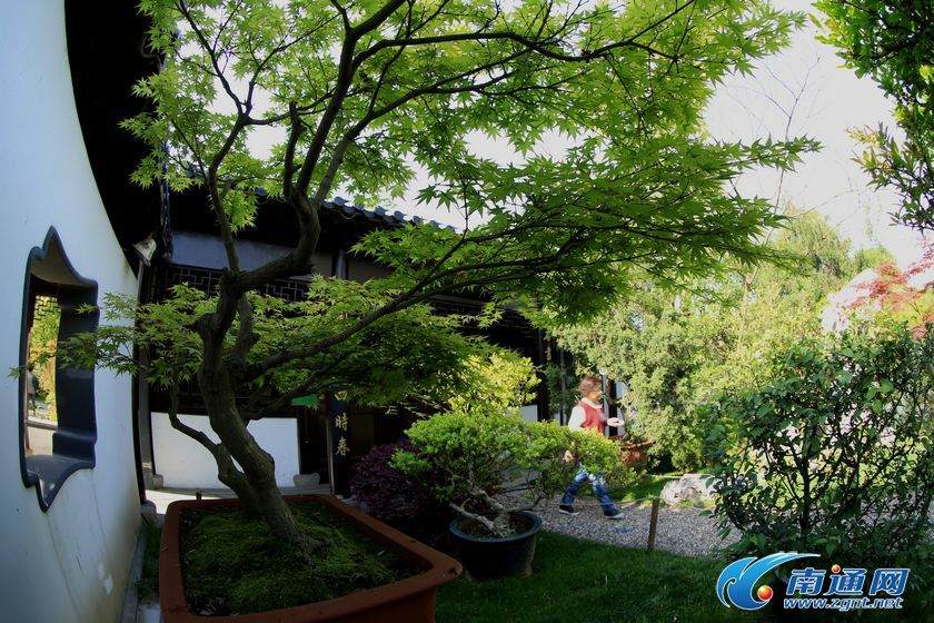 南通盆景园春意盎然