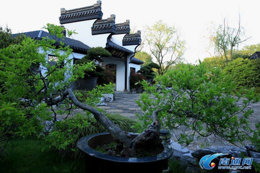 南通盆景园春意盎然