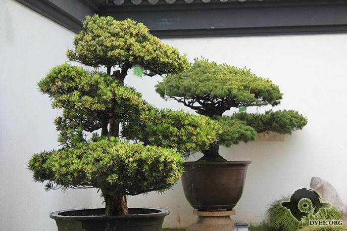 全国著名的通派盆景园近日正式对外开放