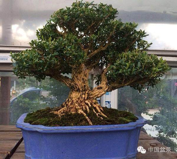 连云港市花卉盆景赏石分会在东海县成立