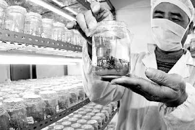 金华微型观赏性盆景花卉或将得到推广