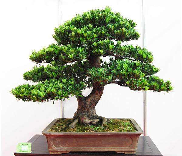 第二届中国唐风盆景展开幕