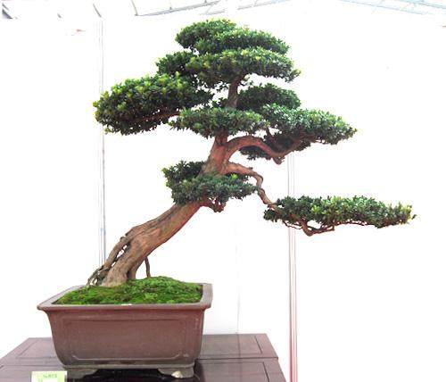 西安第三届唐风盆景展将开幕