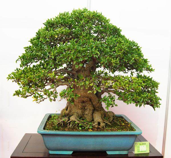 2008年中国唐风盆景展