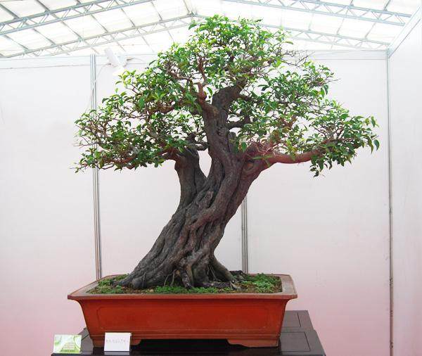 ‘10.1’在西安中国唐苑举办首届唐风展