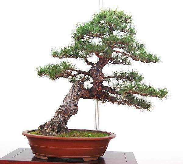 首届中国唐风盆景展举办时间调整的通知