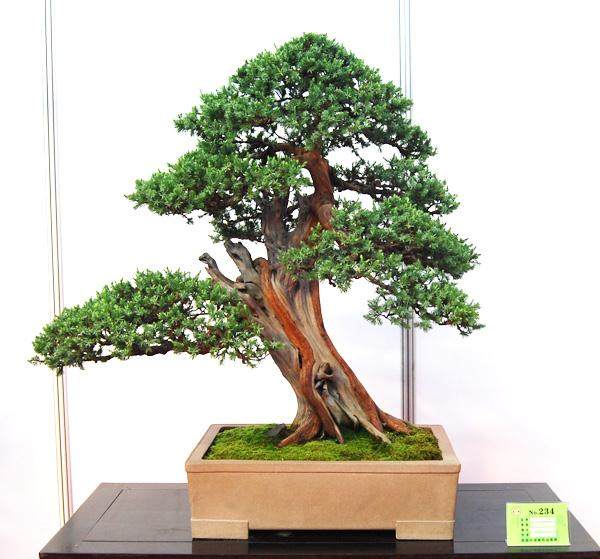 西安国庆期间将举办首届中国唐风盆景展