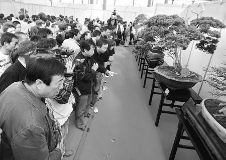 首届中国唐风盆景展西安开幕