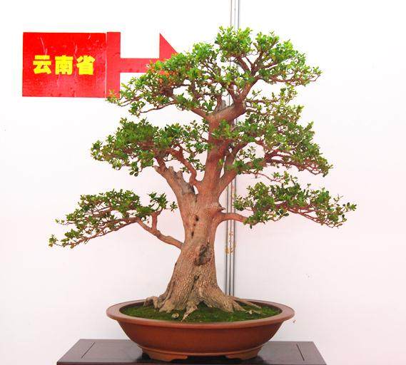 中国唐风盆景展29日开幕