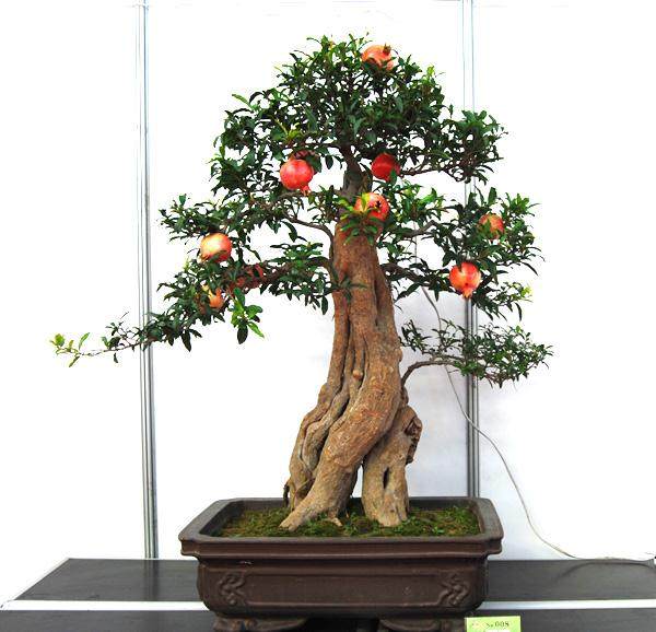 第二届中国唐风盆景展将于9月29日-10月8日在西安展出