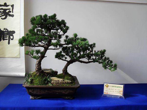 盐城盆景艺术开发大众市场