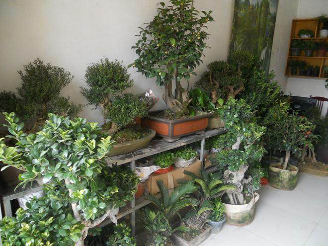 盐城阜宁庙湾古城景区举办盆景赏石展