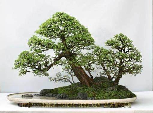 扬州附近在哪里有花卉盆景的批发？